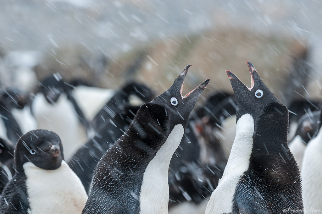 Brown Bluff, Weddell Sea